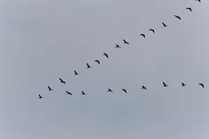 Water Bird Germany Drucke: Cormorants form flight formation
