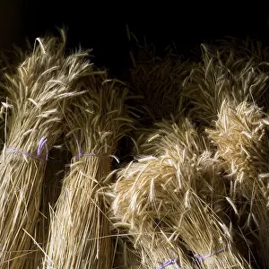 Wheat Field Drucke: Corn