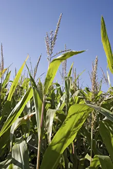 Open Air Farming Drucke: Corn