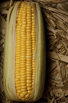 Agricultural Crop Image Drucke: Corn On The Brown Background
