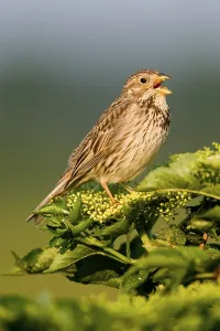 Outdoor Nature Scenes Drucke: Corn Bunting