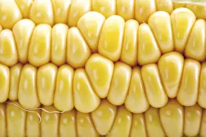 Sweet Corn Nutrition Drucke: Corn, closeup