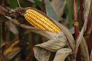 Close Up Corn Cob Drucke: Corn cob