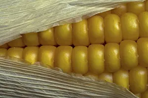 Close Up Corn Drucke: Corn on the cob, detail