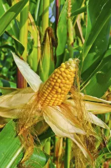 True Grasses Drucke: Corn on the cob