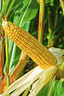 True Grasses Drucke: Corn on the cob