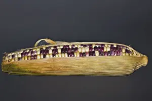 Genetically Modified Food Drucke: Corn on the cob with coloured corn kernels