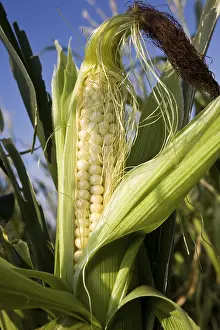 Close Up Corn Drucke: Corn on the cob (Zea mays)
