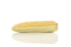 Studio Vegetable Shots Drucke: Corn on the cob (Zea mays)