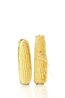 Cut Vegetable Photography Drucke: Corn on the cob (Zea mays)