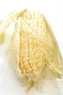 Sweet Corn Nutrition Drucke: Corn on the cob (Zea mays)