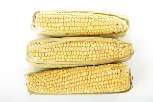 Sweet Corn Nutrition Drucke: Corn on the cob (Zea mays)