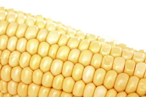 Sweet Corn Nutrition Drucke: Corn on the cob (Zea mays)