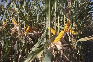 Healthy Eating Vegetables Drucke: Corn cobs on corn plant