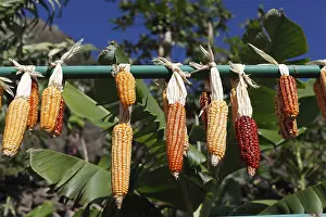 Spanish Cuisine Images Drucke: Corn cobs drying on a metal rod