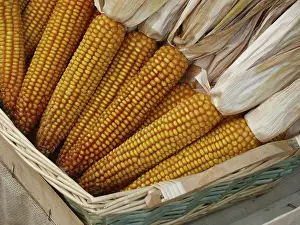 Corn On The Cob Image Drucke: Corn on the corn cob