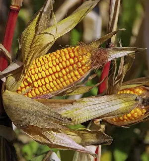 Agricultural Landscapes Drucke: Corn on the corn cob, corn 01