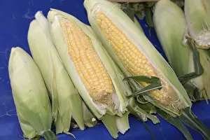 Agriculture Products Drucke: Corn on the corn cob, corn, cob