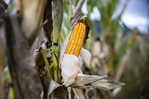 Agricultural Crops Austria Drucke: Corn on the corn cob, Niklasdorf, Styria, Austria