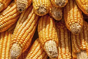 Southeast Asia Agriculture Drucke: Corn on the corn cob in Thailand