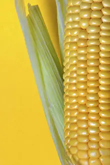 Single Colored Background Drucke: Corn corn cob with yellow background