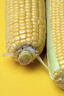 Corn Cob Drucke: Corn corn cob with yellow background