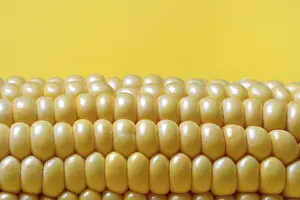 Sweet Corn Photography Drucke: Corn corn cob with yellow background