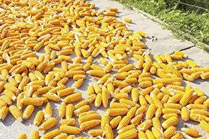 Agricultural Crop Plant Life Drucke: Corn to dry under rays of southern sun