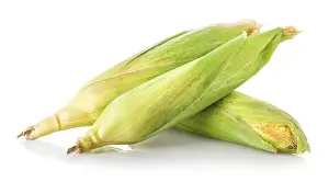 Bright White Background Drucke: Three corn ears isolated on a white background