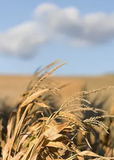 Agricultural Crop Photography Drucke: Some corn in the field
