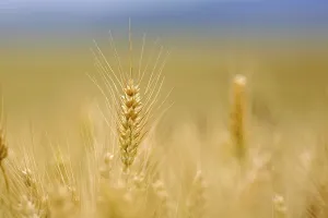 Grain Field Drucke: Corn field with barley