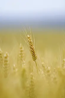 Agricultural Farming Drucke: Corn field with barley