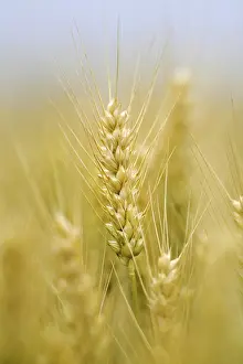 Barley Field Drucke: Corn field with barley