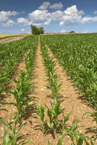 European Countryside Drucke: Corn field under blue sky