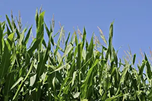Close Up Corn Plant Drucke: Corn field in late summer