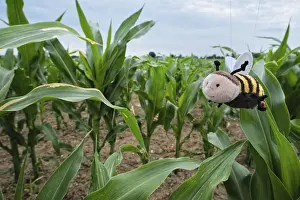 Corn Field Germany Drucke: Corn field, only soff bees live here