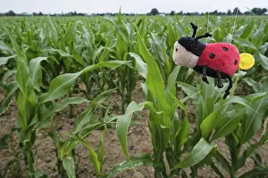 Maize Cultivation Europe Drucke: Corn field, only soff beetles live here