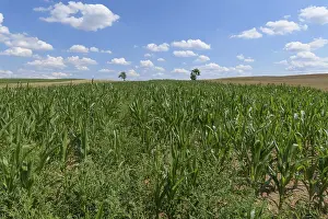 Agricultural Crop Landscape Drucke: Corn field in the summer, Grabfeld