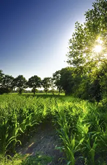 Atmospheric Evening Light Scene Drucke: Corn field at sunset
