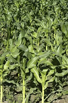 Agricultural Landscape Europe Drucke: Corn fields growing up in Spain