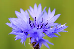 Open Air Flowers Drucke: Corn flower