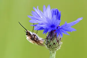Maize Plant Photos Drucke: Corn flower with insect