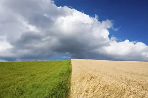 Blue Sky Agriculture Drucke: Corn and grass fields against blue