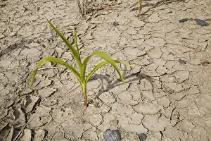 Corn Plant Drucke: Corn growing in parched earth