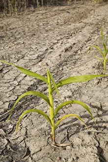 Corn Plant Drucke: Corn growing in parched earth