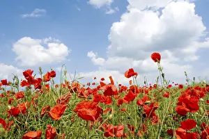 Flower Meadow Drucke: Corn poppy