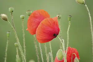 Ranunculid Flowering Plants Drucke: Corn poppy