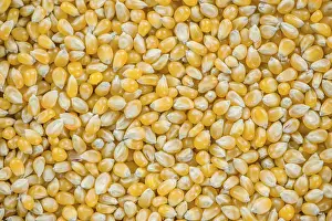 Selective Focus Corn Drucke: Corn for use as background or as image (close-up shot)