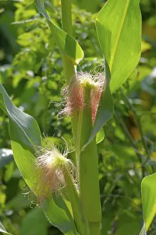 Gerahmter Druck : Mais (Zea mays) Gerahmter Druck : Mais (Zea mays)
