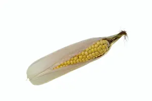 Bright Background Photography Drucke: Corn (Zea mays), corn cobs against a white background